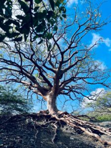 Tree of Life Curacao