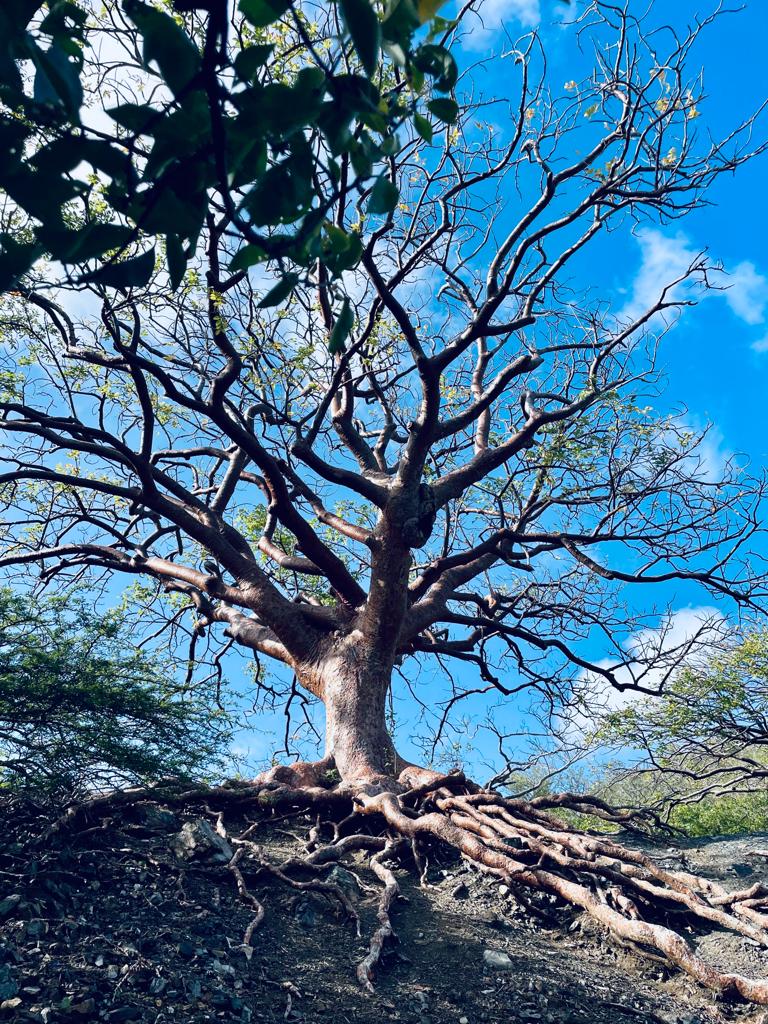 Tree of Life Curacao